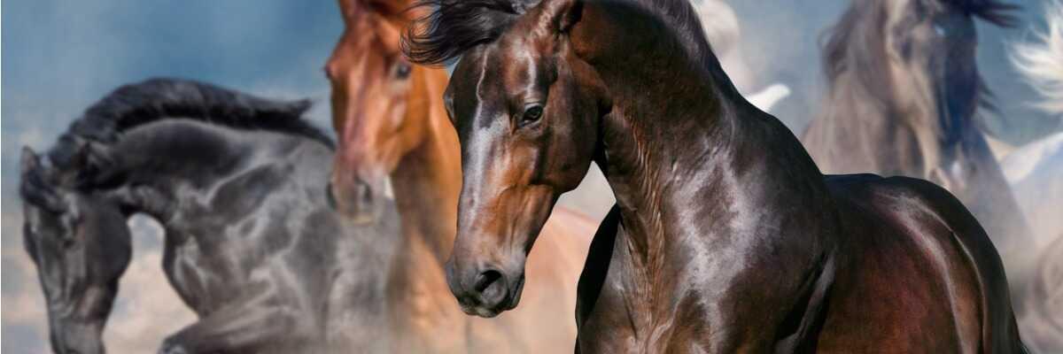 Glucosamine chez le cheval : ça marche vraiment ?