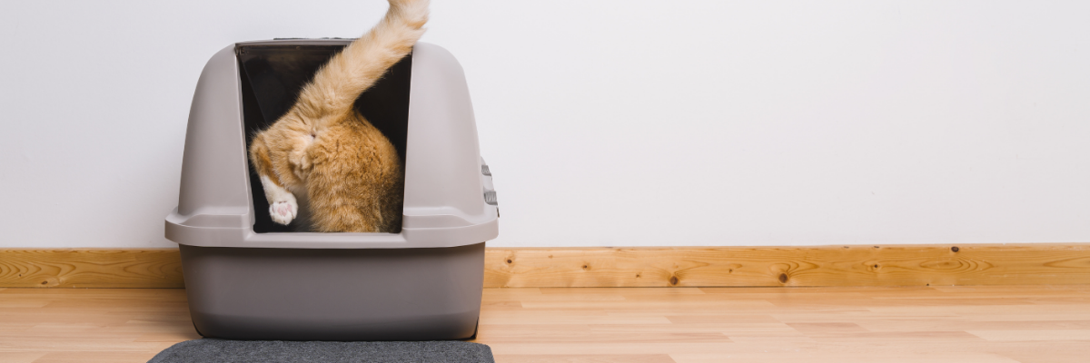 Help, mijn kat plast in huis!