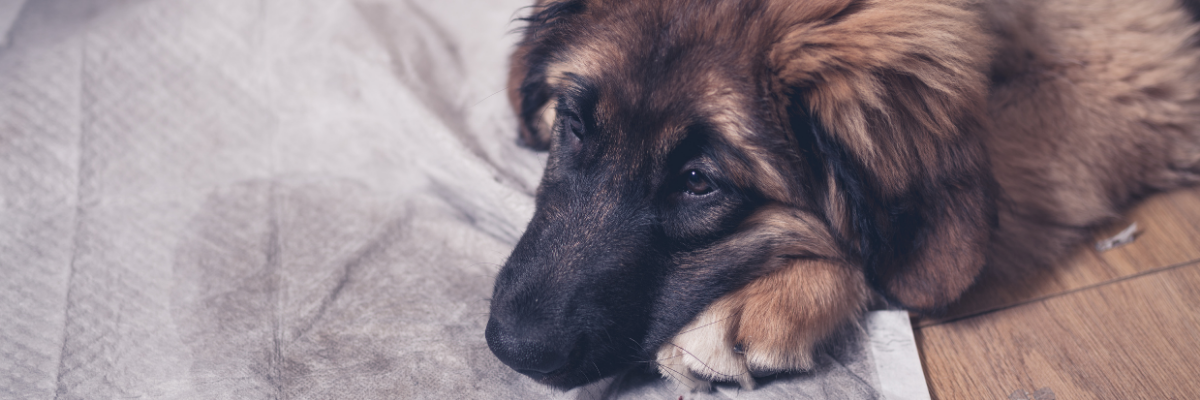 Help, mijn hond plast in huis!