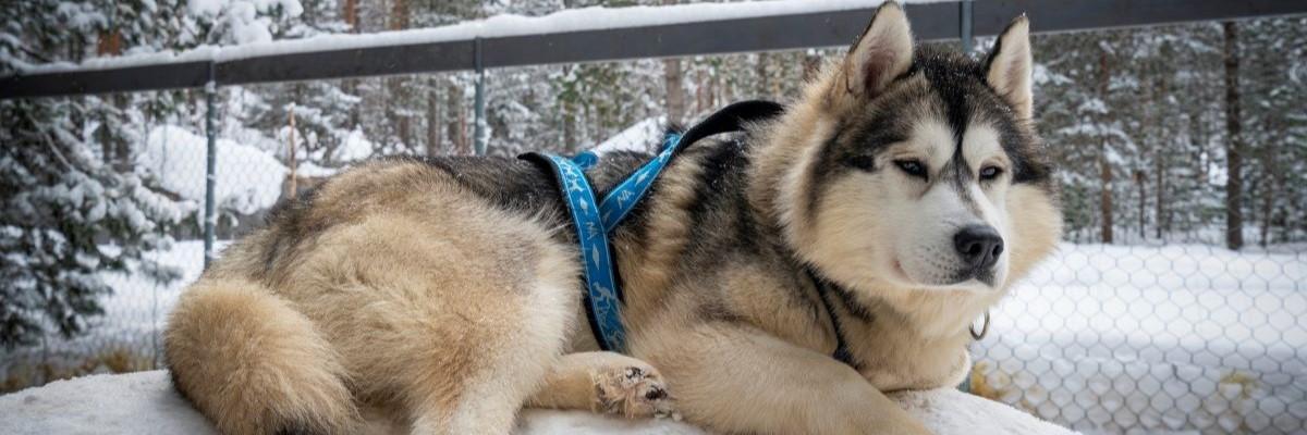 Siberische Husky ligt op een blok ijs 