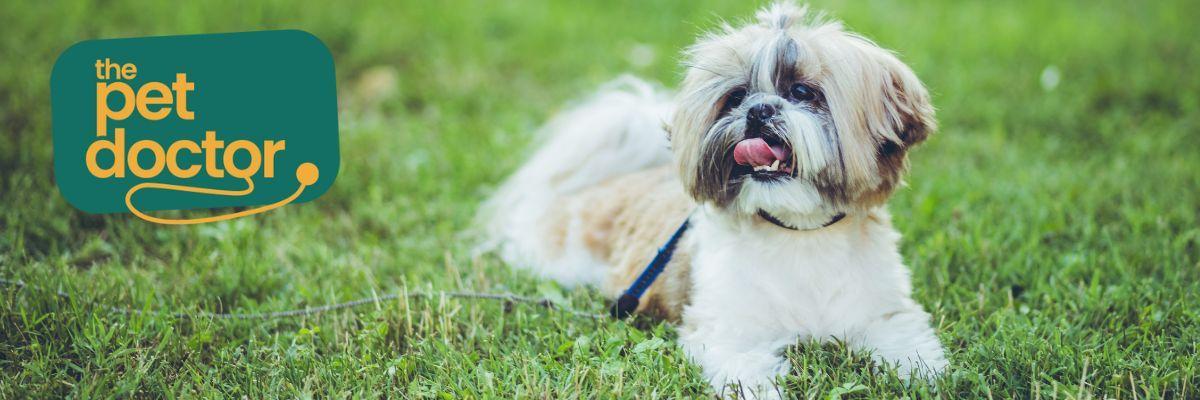 Heeft mijn hond met gewrichtspijn aangepaste beweging nodig?