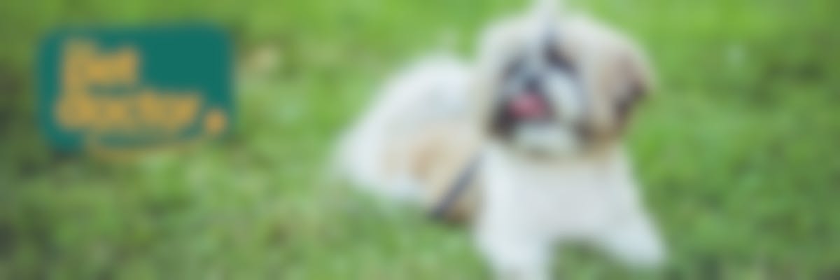 Heeft mijn hond met gewrichtspijn aangepaste beweging nodig?” 
