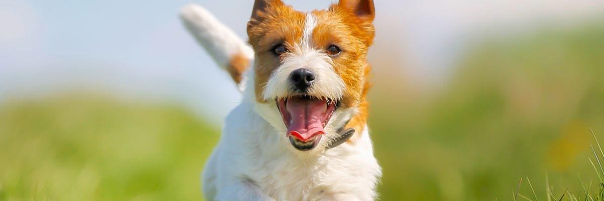Jack Russell aan het lopen in het gras
