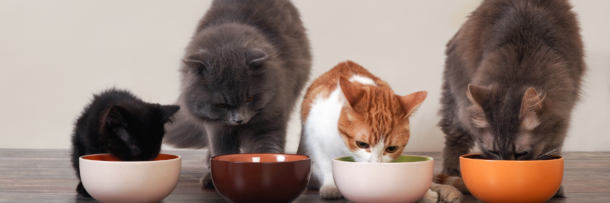 Je kat op dieet zetten doe je zo!