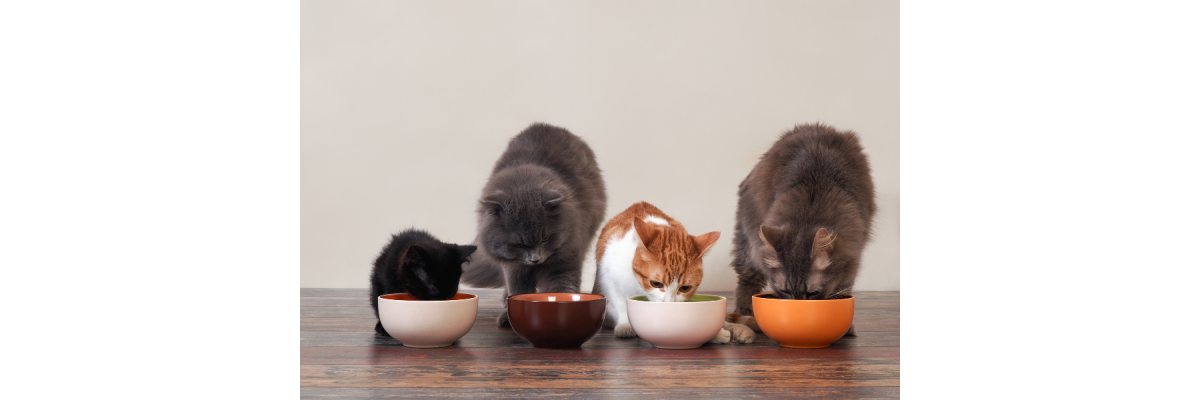 Je kat op dieet zetten doe je zo!