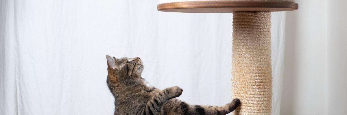 Waarom katten een krabpaal nodig hebben