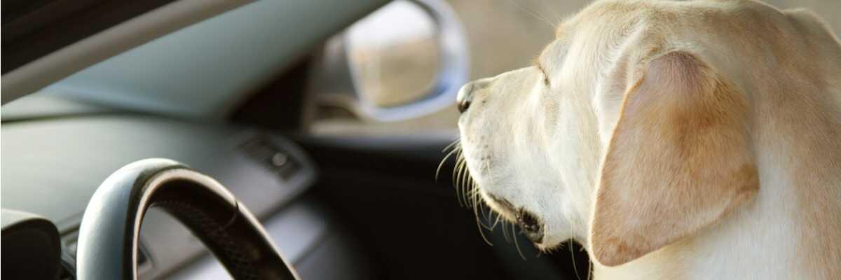 Chien qui vomit en voiture - Comment soulager mon chien qui a le mal des  transports