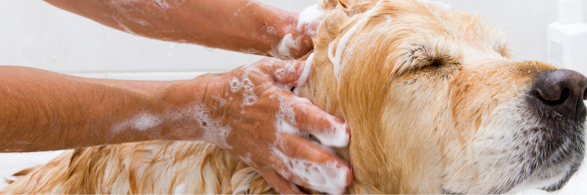Laver mon chien : à quelle fréquence, avec quoi et comment ? 