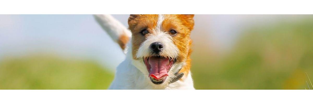 Wat is de gemiddelde levensduur van een hond