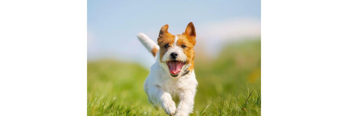 Wat is de gemiddelde levensduur van een hond