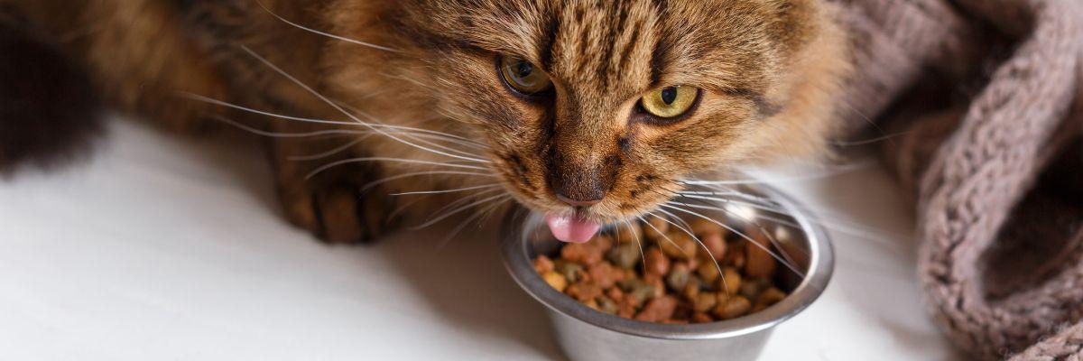Alimentation chat : les plus grandes marques au meilleur prix