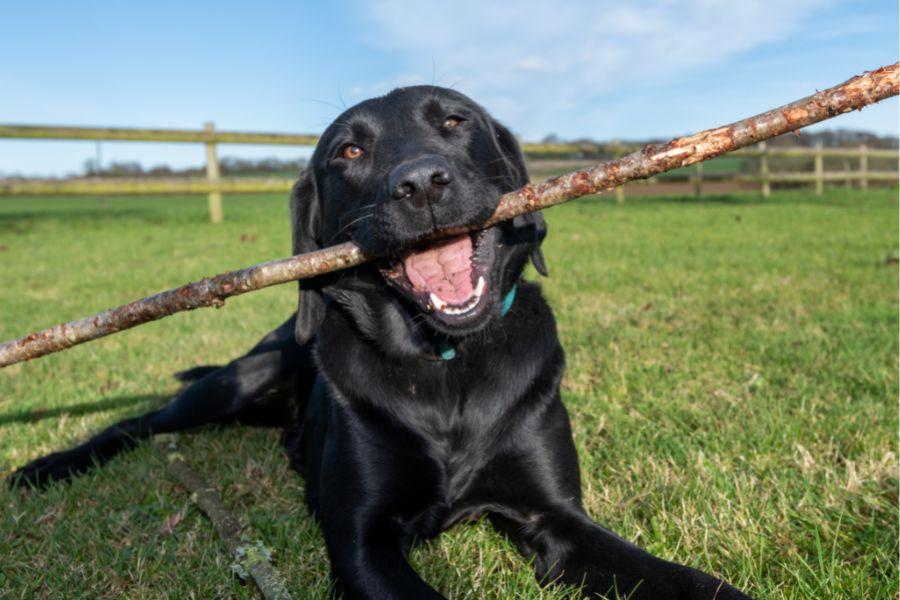 Pet Doctor - chien et allergies