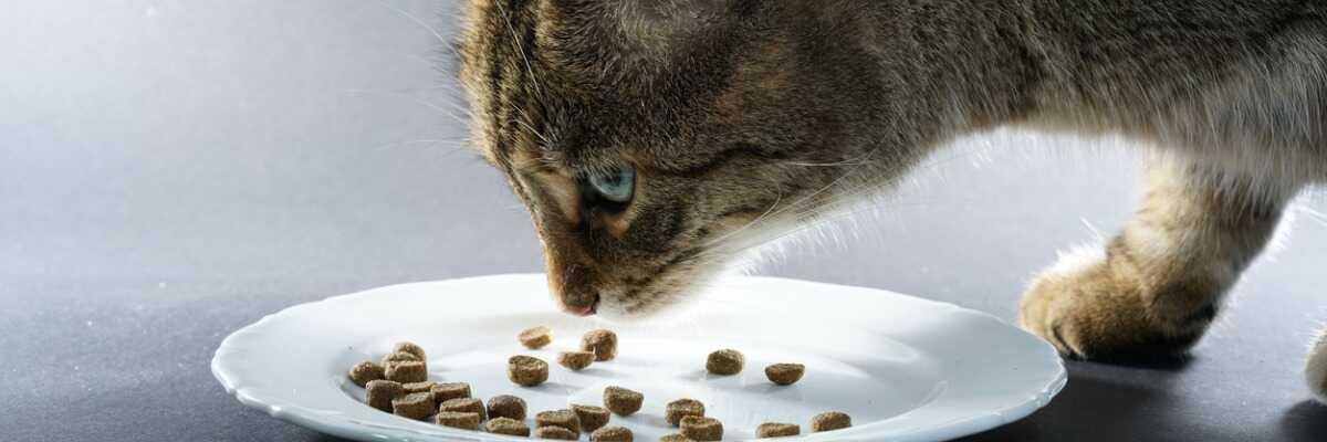 Alimentation chat adulte - Comment bien nourrir mon chat adulte