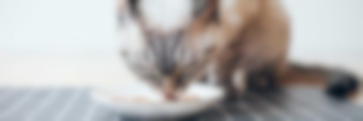 Comment nourrir mon chat castré?