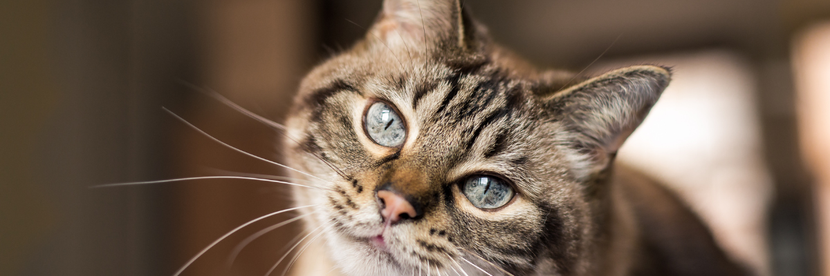 Obesitas bij de kat