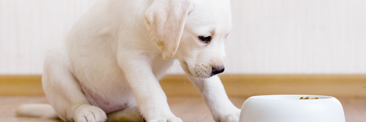 Wanneer mag een puppy overschakelen op voeding voor volwassen honden? 