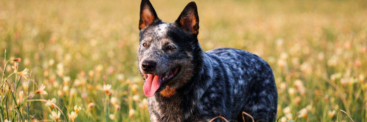 Mon chien a des pellicules, que faire ?