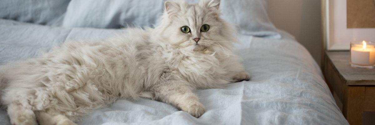 witte Perzische Kat op bed 