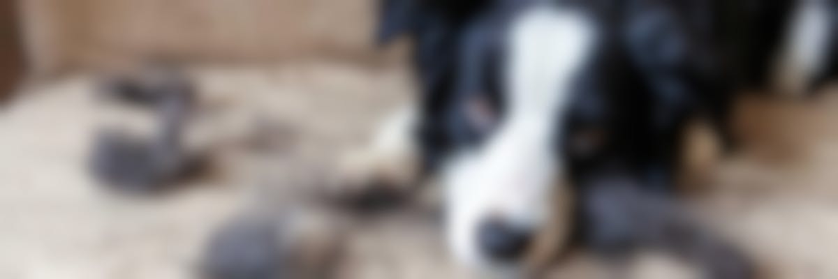 Comment éviter la perte de poils de mon chien?
