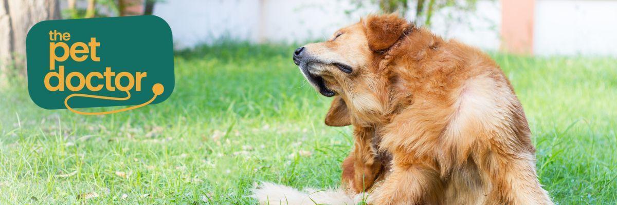 Hoe kunnen supplementen helpen bij de allergie van mijn hond?