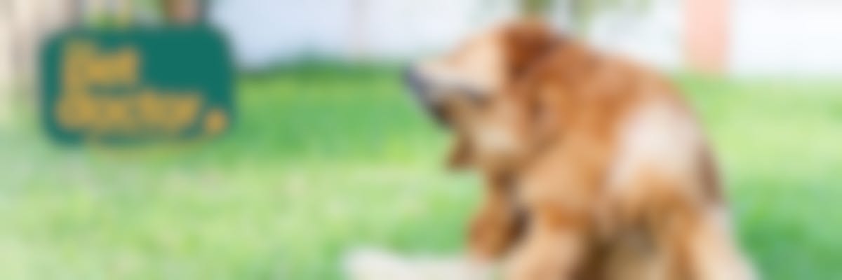 Hoe kunnen supplementen helpen bij de allergie van mijn hond?