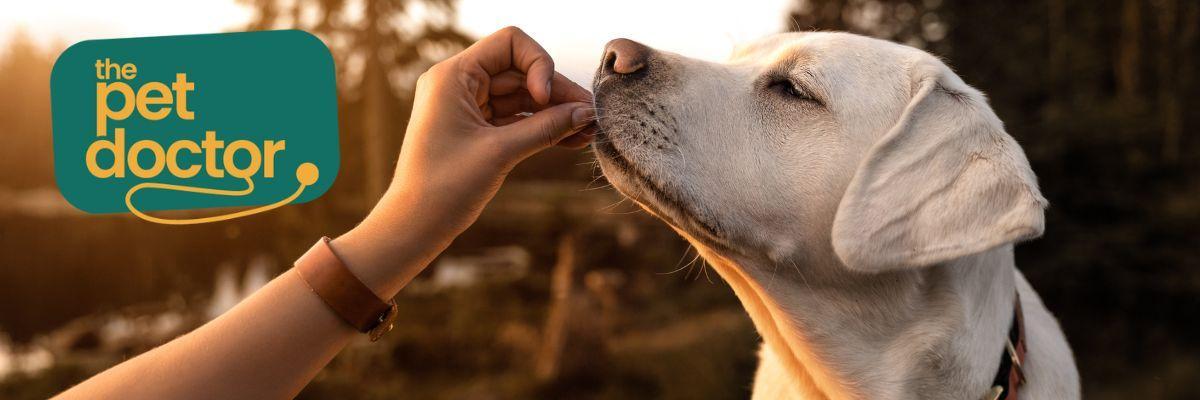 Welke snacks kies ik voor mijn hond met een allergie?