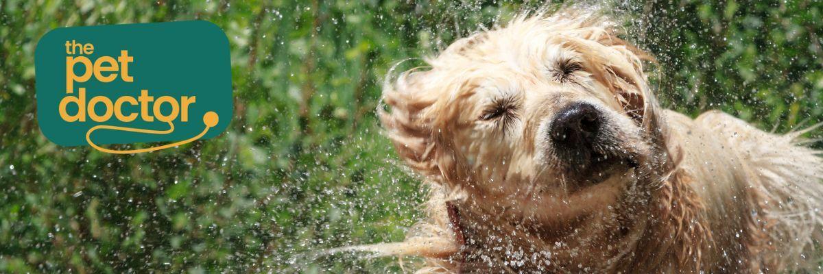 Met welke shampoo was ik mijn hond met allergie?
