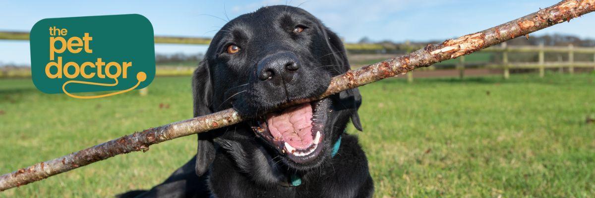 Mijn hond heeft jeuk, is hij allergisch?