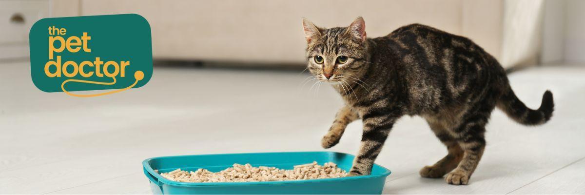 Mijn kat plast naast de kattenbak, wat nu? 
