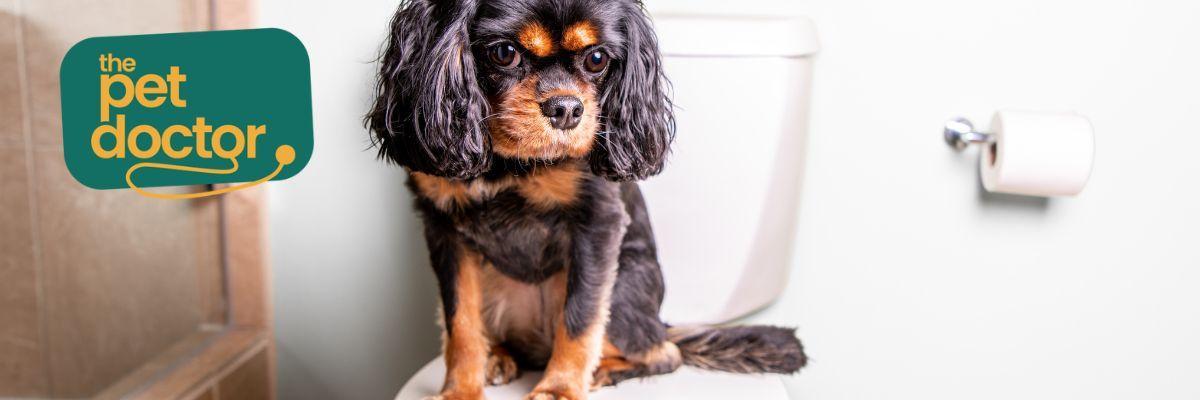 Mijn hond heeft weleens diarree, wat doe ik hieraan?