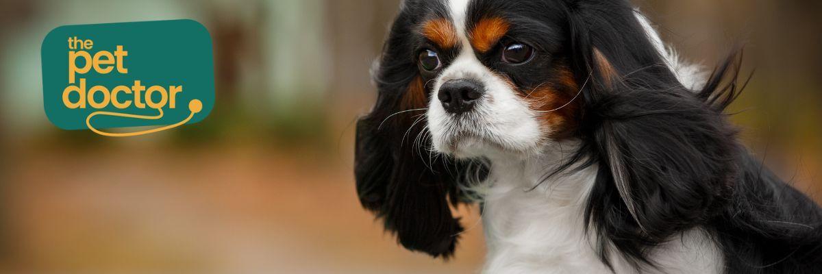 Welke voeding geef ik mijn hond na sterilisatie of castratie?