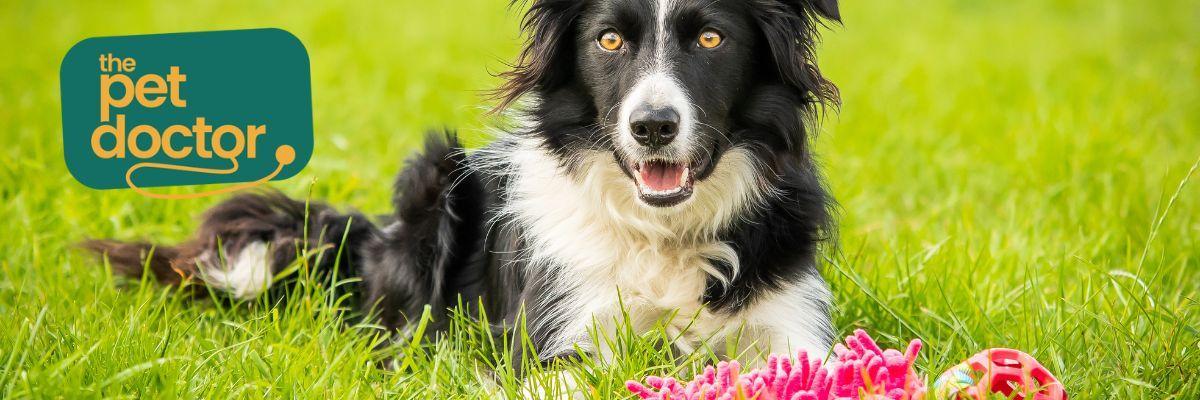 Mijn hond bijt spullen kapot uit verveling, hoe los ik dat op?