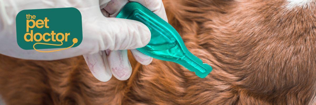 hoe kat beschermen tegen vlooien?