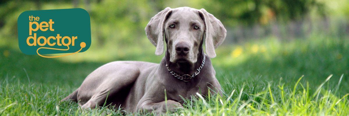 Welke voeding is nu eigenlijk het best voor mijn hond? 