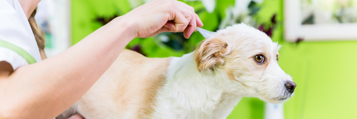 uitspraak Vooruitgang Stamboom Vlooien hond bestrijden en behandelen | Pharmapets