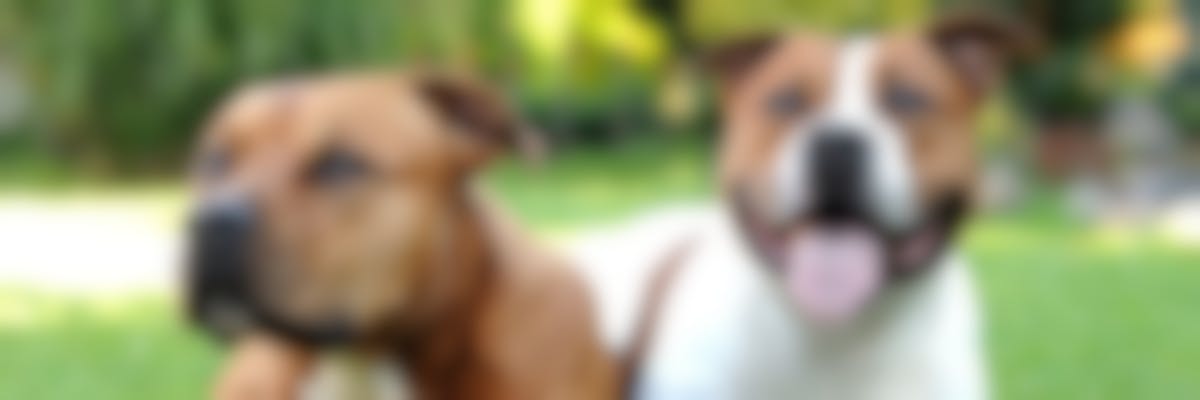 effectief Ambient niezen pitbull terriër - Hondenrassen | Pharmapets