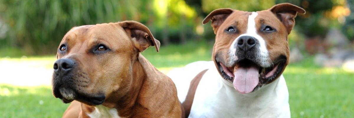 Pitbull Terriër - Hondenrassen | Pharmapets