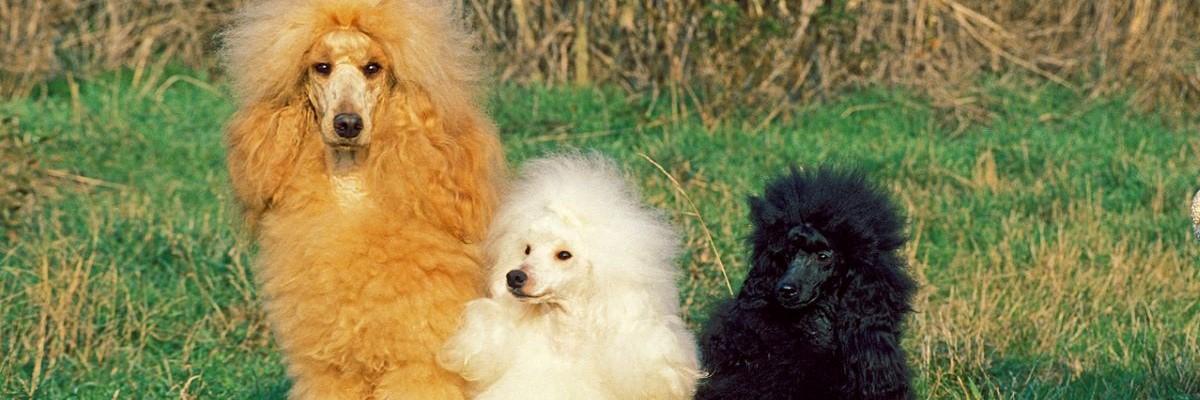 3 poedels zitten samen in het gras 