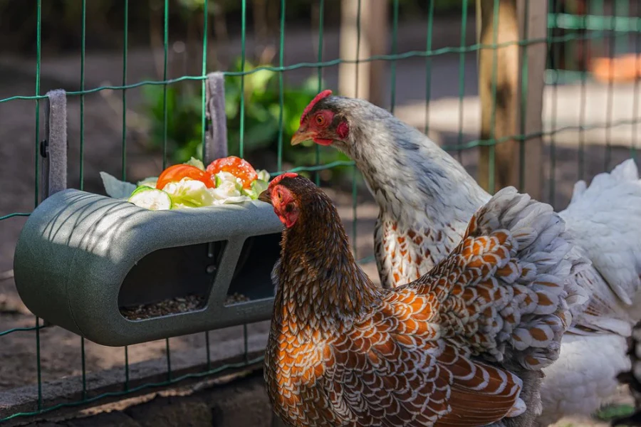 poule_alimentation_1200x400