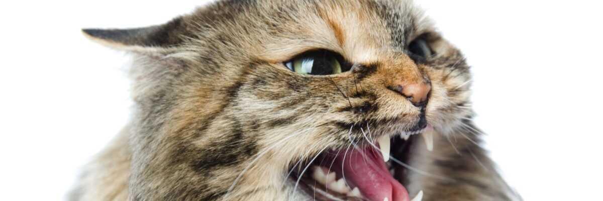 protéger mon chat contre la rage féline