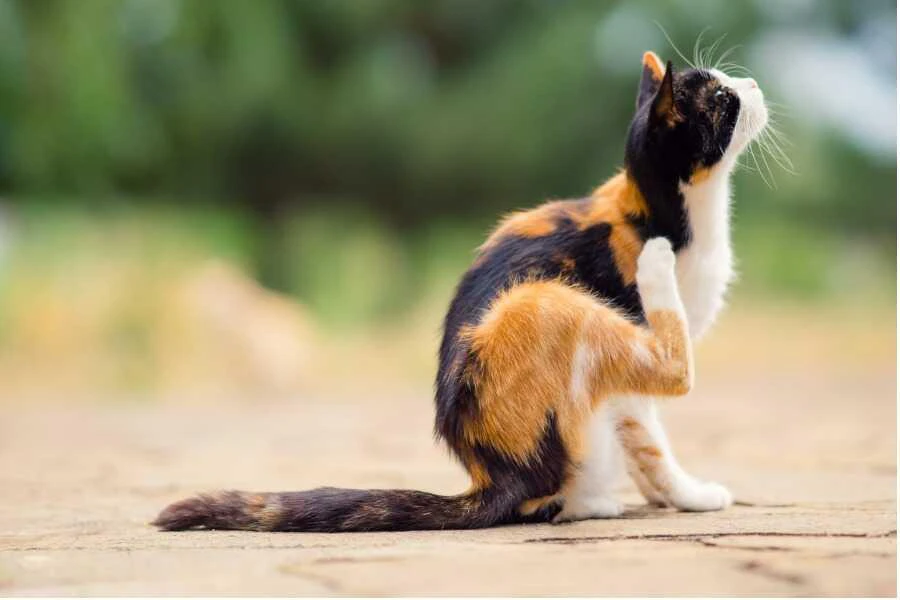 Comment protéger mon chat contre les puces?
