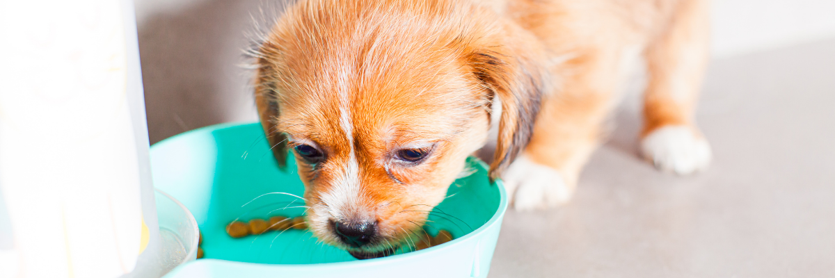 Quelle quantité de nourriture dois-je donner à mon chiot ?