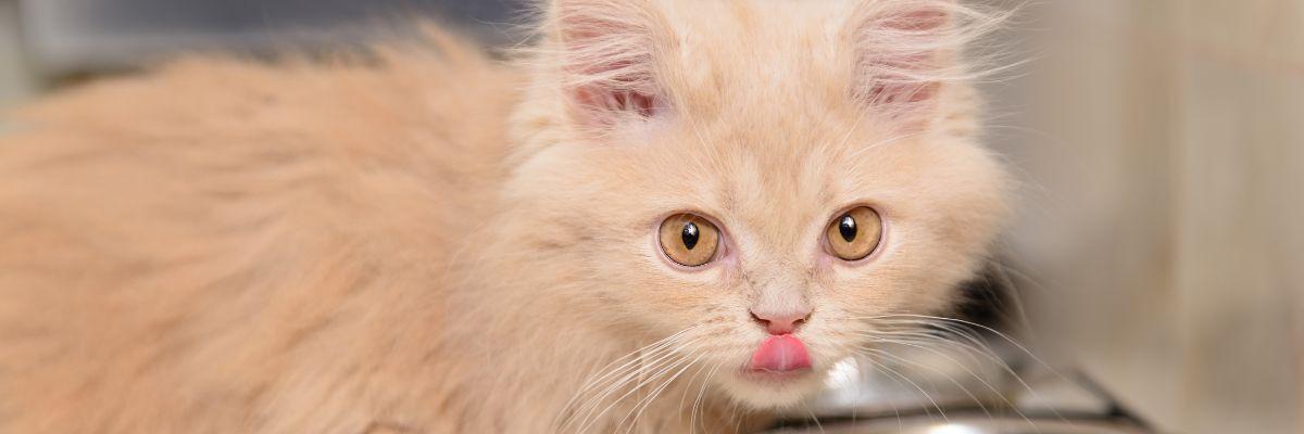 quantité croquettes chaton