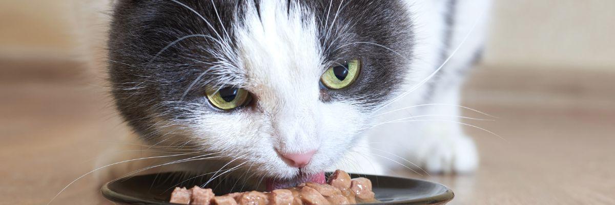Choisir la meilleure nourriture pour chat [Guide complet]