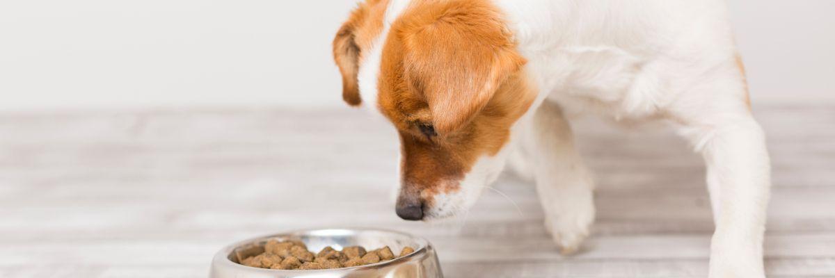 Aliment pour chiens boeuf 6×1200 g Acheter - Nourriture humide