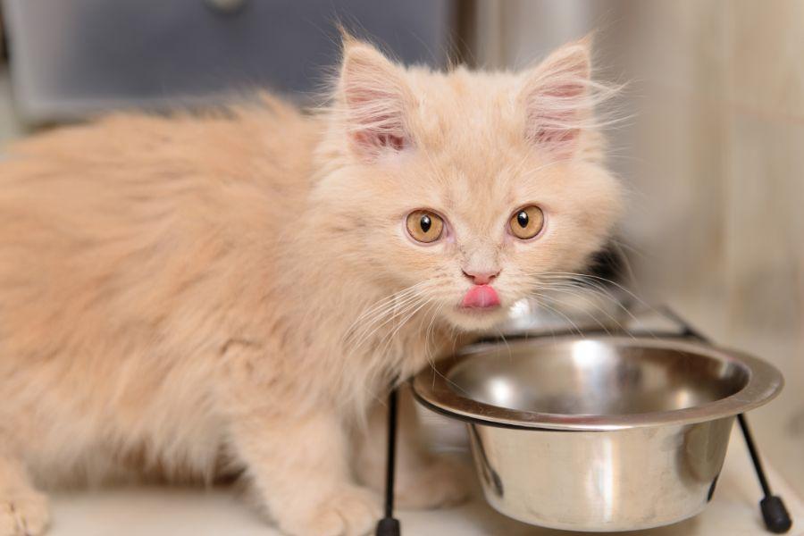 quantité croquettes chaton