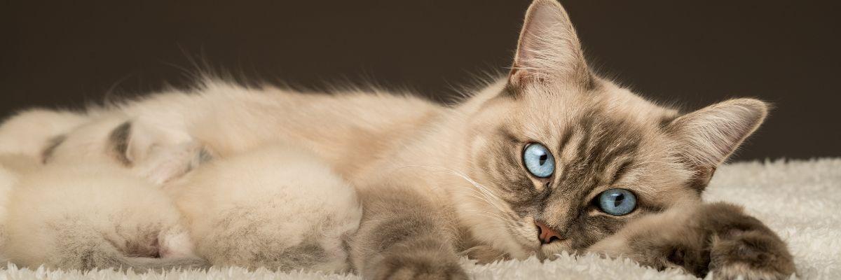 Ragdoll ligt op wollen mat