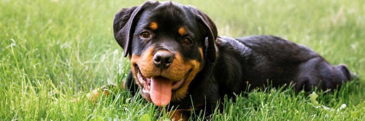 Rottweiler ligt in het gras met tong uit bek