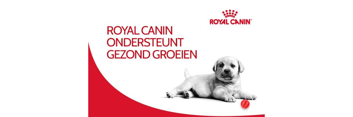 Ontdek het belang van aangepaste voeding voor puppy's.