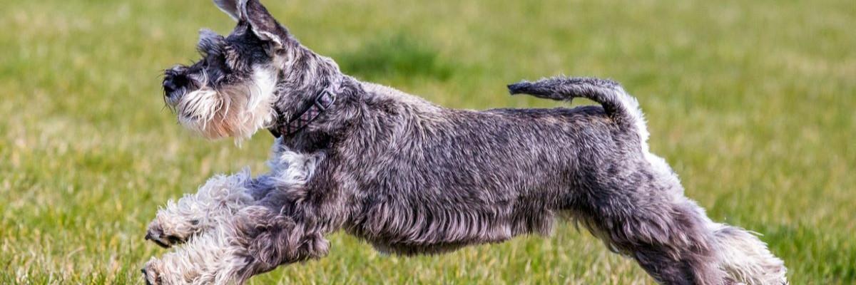 Schnauzer rent vrolijk door het gras tijdens een actieve wandeling